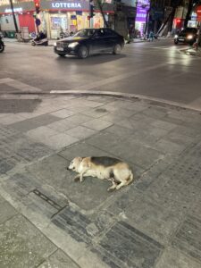 【現地情報】ベトナムのペット事情